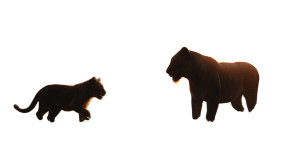 Lioness And Cub V4 Vinyl Car Decal Sticker – Waterproof & UV-Resistant 