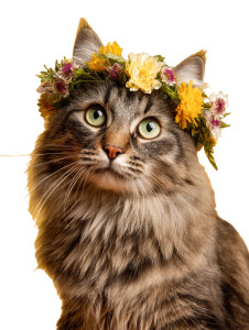 Floral Crown Cat V2 Vinyl Car Decal Sticker – Waterproof & UV-Resistant 