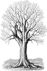 Oak Tree Illustration Vinyl Car Decal Sticker – Waterproof & UV-Resistant 