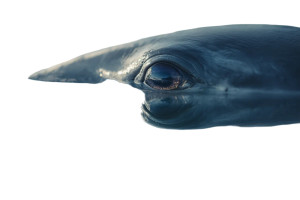 Dolphin Eye Close-Up Vinyl Car Decal Sticker – Waterproof & UV-Resistant 