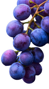 Blue Grapes Vinyl Car Decal Sticker – Waterproof & UV-Resistant 