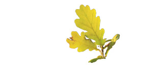 Seedling Oak Vinyl Car Decal Sticker – Waterproof & UV-Resistant 