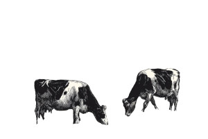 Grazing Dairy Cows V2 Vinyl Car Decal Sticker – Waterproof & UV-Resistant 