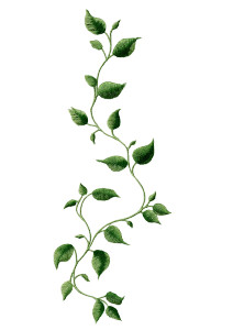 Cottagecore Vine Embroidery Vinyl Car Decal Sticker – Waterproof & UV-Resistant Cottagecore Vine Embroidery Vinyl Car Decal Sticker – Waterproof & UV-Resistant