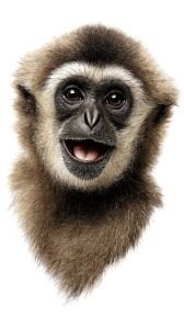 Smiling Gibbon Portrait Vinyl Car Decal Sticker – Waterproof & UV-Resistant 