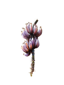 Banana Tree Closeup Vinyl Car Decal Sticker – Waterproof & UV-Resistant 