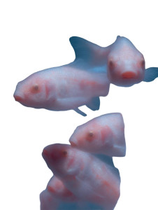 Surreal Goldfish Bag V2 Vinyl Car Decal Sticker – Waterproof & UV-Resistant 