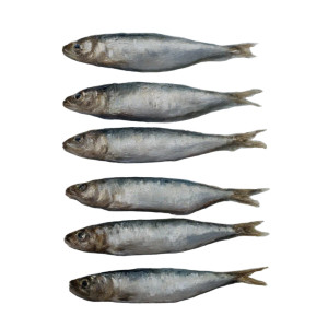 French Sardines Painting Vinyl Car Decal Sticker – Waterproof & UV-Resistant 