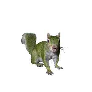 Photosynthetic Squirrel Vinyl Car Decal Sticker – Waterproof & UV-Resistant 