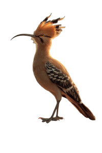 Majestic Hoopoe Bird Vinyl Car Decal Sticker – Waterproof & UV-Resistant Majestic Hoopoe Bird Vinyl Car Decal Sticker – Waterproof & UV-Resistant