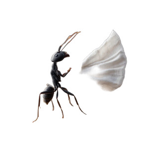 Upright Black Ant Vinyl Car Decal Sticker – Waterproof & UV-Resistant 