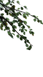 Rainy Tree Branch V2 Vinyl Car Decal Sticker – Waterproof & UV-Resistant Rainy Tree Branch V2 Vinyl Car Decal Sticker – Waterproof & UV-Resistant