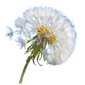 Artistic Dandelion Vinyl Car Decal Sticker – Waterproof & UV-Resistant 