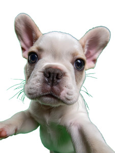 Baby Bulldog Selfie Vinyl Car Decal Sticker – Waterproof & UV-Resistant 