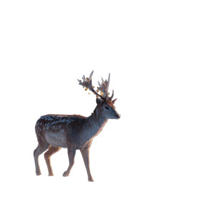 Graceful Winter Deer Vinyl Car Decal Sticker – Waterproof & UV-Resistant Graceful Winter Deer Vinyl Car Decal Sticker – Waterproof & UV-Resistant