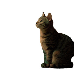 Mystical Cat Scene Vinyl Car Decal Sticker – Waterproof & UV-Resistant 