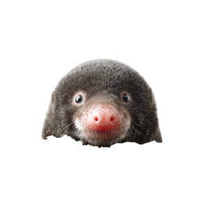 Emerging Mole Vinyl Car Decal Sticker – Waterproof & UV-Resistant 