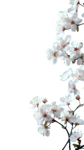 Blossoming Apple Branches Vinyl Car Decal Sticker – Waterproof & UV-Resistant 