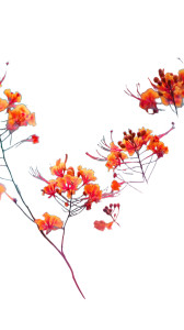 Summer Flowers V2 Vinyl Car Decal Sticker – Waterproof & UV-Resistant 
