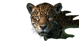Jaguar In Jungle V4 Vinyl Car Decal Sticker – Waterproof & UV-Resistant 