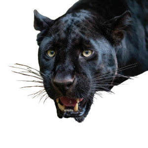 Roaring Black Leopard V2 Vinyl Car Decal Sticker – Waterproof & UV-Resistant 