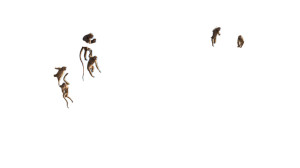 Playful Savannah Monkeys Vinyl Car Decal Sticker – Waterproof & UV-Resistant 