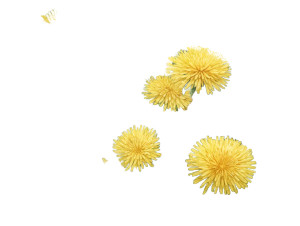 Dandelion Watercolor Vinyl Car Decal Sticker – Waterproof & UV-Resistant Dandelion Watercolor Vinyl Car Decal Sticker – Waterproof & UV-Resistant