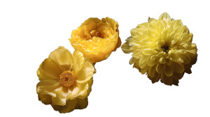 Yellow Flowers V2 Vinyl Car Decal Sticker – Waterproof & UV-Resistant 