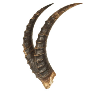 Antelope Horn Vinyl Car Decal Sticker – Waterproof & UV-Resistant 