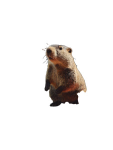 Marmot In Hearts Vinyl Car Decal Sticker – Waterproof & UV-Resistant 