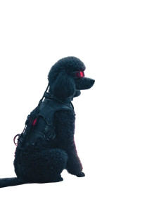 Cyberpunk Poodle Vinyl Car Decal Sticker – Waterproof & UV-Resistant 