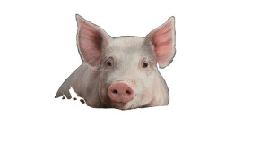 Happy Farm Pig Vinyl Car Decal Sticker – Waterproof & UV-Resistant 