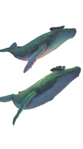 Whales In Hats Vinyl Car Decal Sticker – Waterproof & UV-Resistant 