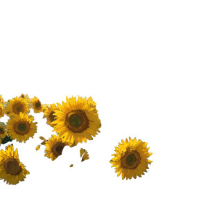 Sunflower Field V4 Vinyl Car Decal Sticker – Waterproof & UV-Resistant 