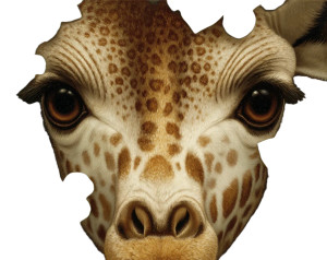 Giraffe Portrait V3 Vinyl Car Decal Sticker – Waterproof & UV-Resistant 