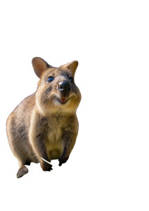 Quokka And Zookeeper Vinyl Car Decal Sticker – Waterproof & UV-Resistant 