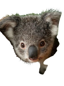Koala On Branch Vinyl Car Decal Sticker – Waterproof & UV-Resistant 