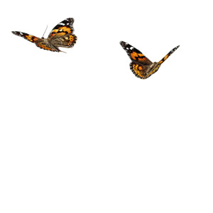 Blooming Sunflower Butterfly Vinyl Car Decal Sticker – Waterproof & UV-Resistant Blooming Sunflower Butterfly Vinyl Car Decal Sticker – Waterproof & UV-Resistant