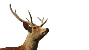 Majestic Sika Deer Vinyl Car Decal Sticker – Waterproof & UV-Resistant 