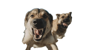 Aggressive Dogs Charge Vinyl Car Decal Sticker – Waterproof & UV-Resistant 