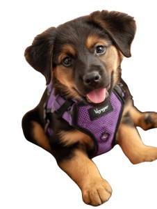 Happy Puppy Voyager Vinyl Car Decal Sticker – Waterproof & UV-Resistant  Happy Puppy Voyager Vinyl Car Decal Sticker – Waterproof & UV-Resistant