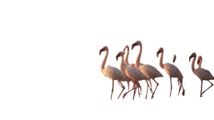Flamingos At Sunset V2 Vinyl Car Decal Sticker – Waterproof & UV-Resistant 