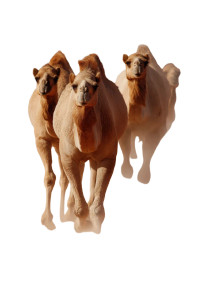 Wild Camels Triumph Vinyl Car Decal Sticker – Waterproof & UV-Resistant 