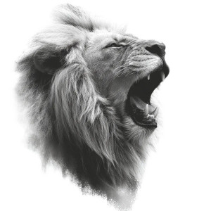 Majestic Lion Roar Vinyl Car Decal Sticker – Waterproof & UV-Resistant Majestic Lion Roar Vinyl Car Decal Sticker – Waterproof & UV-Resistant
