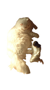 Fluffy Persian Cat V3 Vinyl Car Decal Sticker – Waterproof & UV-Resistant 