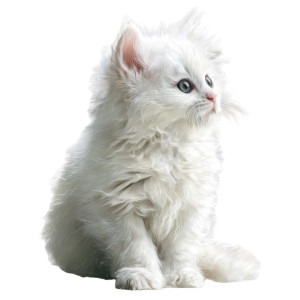 White Kitten V3 Vinyl Car Decal Sticker – Waterproof & UV-Resistant 