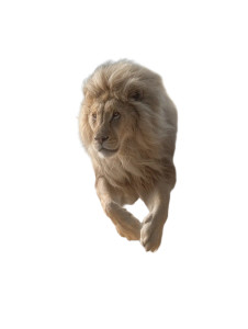 Regal Lion Charge Vinyl Car Decal Sticker – Waterproof & UV-Resistant Regal Lion Charge Vinyl Car Decal Sticker – Waterproof & UV-Resistant