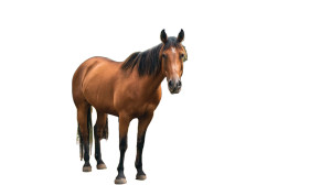 Friendly Horse At Gate Vinyl Car Decal Sticker – Waterproof & UV-Resistant Friendly Horse At Gate Vinyl Car Decal Sticker – Waterproof & UV-Resistant