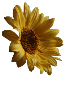 Sunflower V5 Vinyl Car Decal Sticker – Waterproof & UV-Resistant Sunflower V5 Vinyl Car Decal Sticker – Waterproof & UV-Resistant
