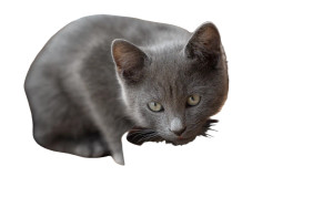 Russian Blue Kitten Vinyl Car Decal Sticker – Waterproof & UV-Resistant 